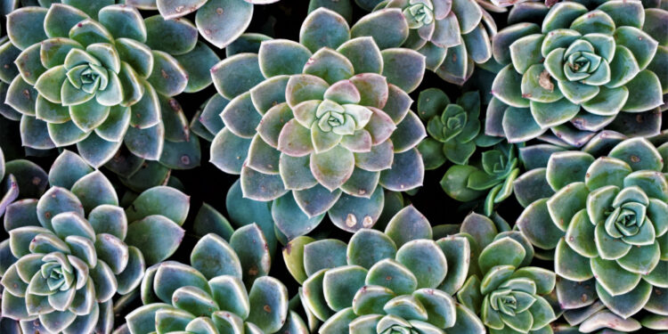 Žemė sukulentams: koks substratas tinkamiausias?