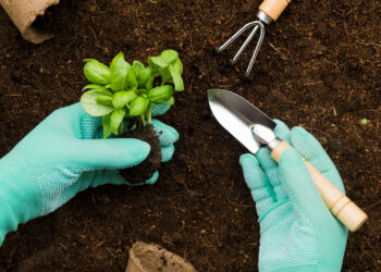 Ką sodinti lapkričio mėnesį 2026?