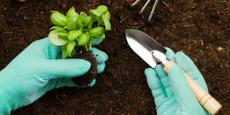 Ką sodinti lapkričio mėnesį 2026?