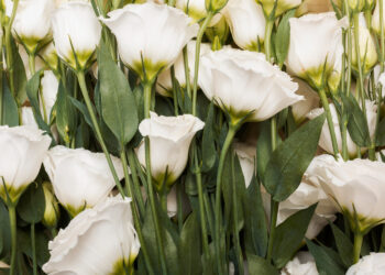 Eustoma: auginimas, priežiūra ir žydėjimo paslaptys