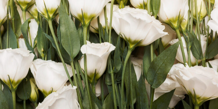 Eustoma: auginimas, priežiūra ir žydėjimo paslaptys