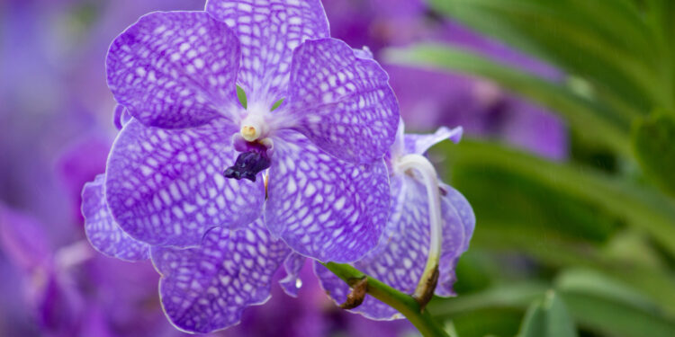 Streptokarpas: Auginimas, Priežiūra ir Gausaus Žydėjimo Paslaptys