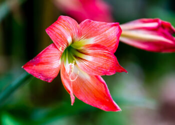 Vaškuotas amarilis: Kaip prižiūrėti amarilį vaške, kad žydėtų kuo ilgiau?