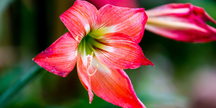 Vaškuotas amarilis: Kaip prižiūrėti amarilį vaške, kad žydėtų kuo ilgiau?