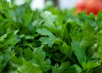 Džiovintų petražolių arbata – kaip pagaminti sveikatą stiprinantį gėrimą