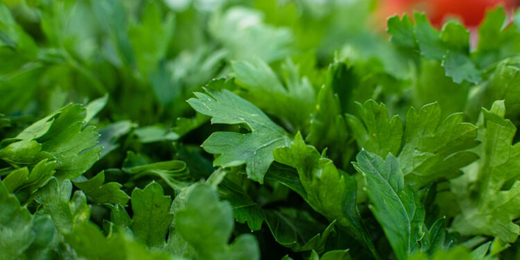 Džiovintų petražolių arbata – kaip pagaminti sveikatą stiprinantį gėrimą