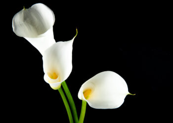 Kalija ir abisininė kalija: auginimas, priežiūra ir žydėjimo ypatumai