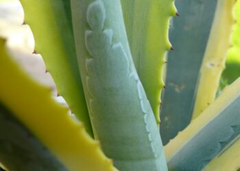 Alavijo rūšys: tikrasis, medėjantis ir raibasis alavijas