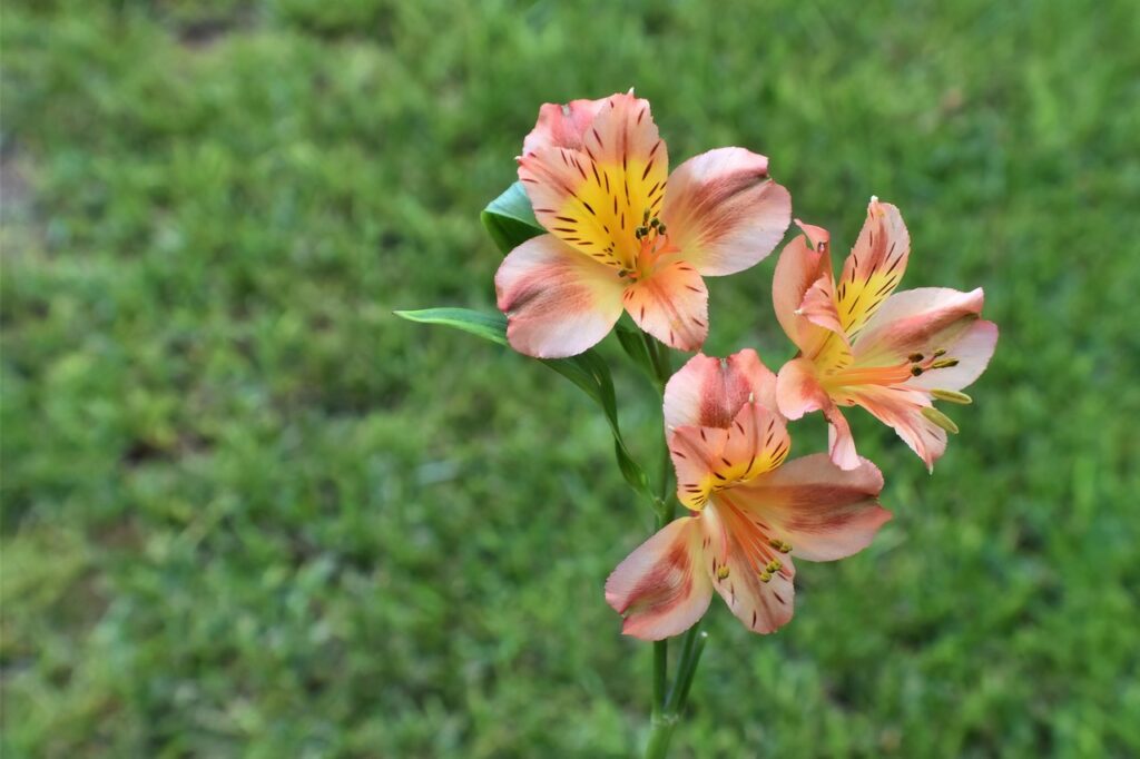 Kas yra alstromerija ir kuo ji išsiskiria