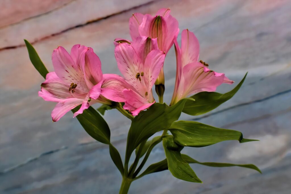 Laistymas ir tręšimas