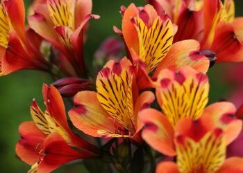 Alstromerijos gėlės: sodinimas, priežiūra ir žiemojimo ypatumai