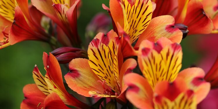 Alstromerijos gėlės: sodinimas, priežiūra ir žiemojimo ypatumai