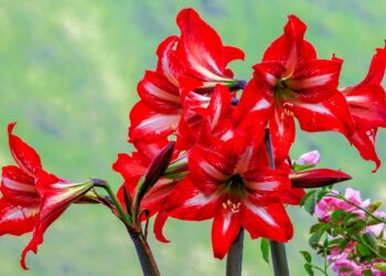 Amarilio gėlė: sodinimas, priežiūra ir dažniausios klaidos auginant amarilius