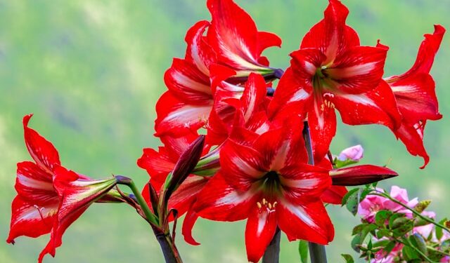 Amarilio gėlė: sodinimas, priežiūra ir dažniausios klaidos auginant amarilius