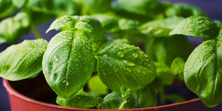 Bazilikas žiemai – užšaldymas, džiovinimas ir konservavimas