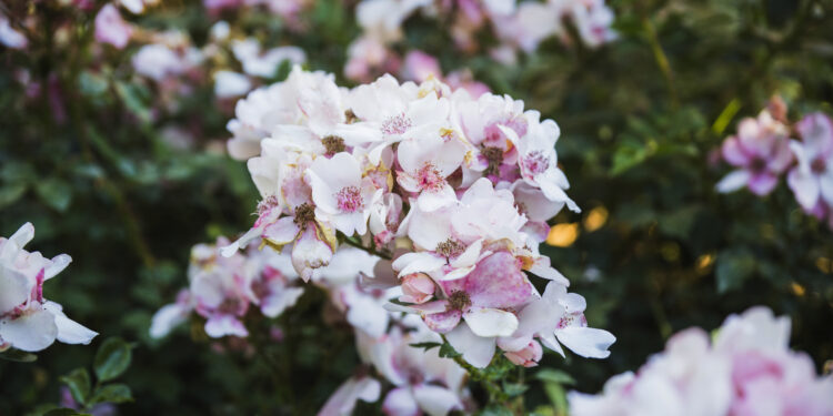 Visą vasarą žydintys krūmai, galintys išlaikyti spalvų gausą iki pat rudens
