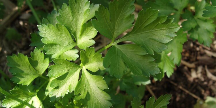 Ar petražolės daugiamečiai augalai?