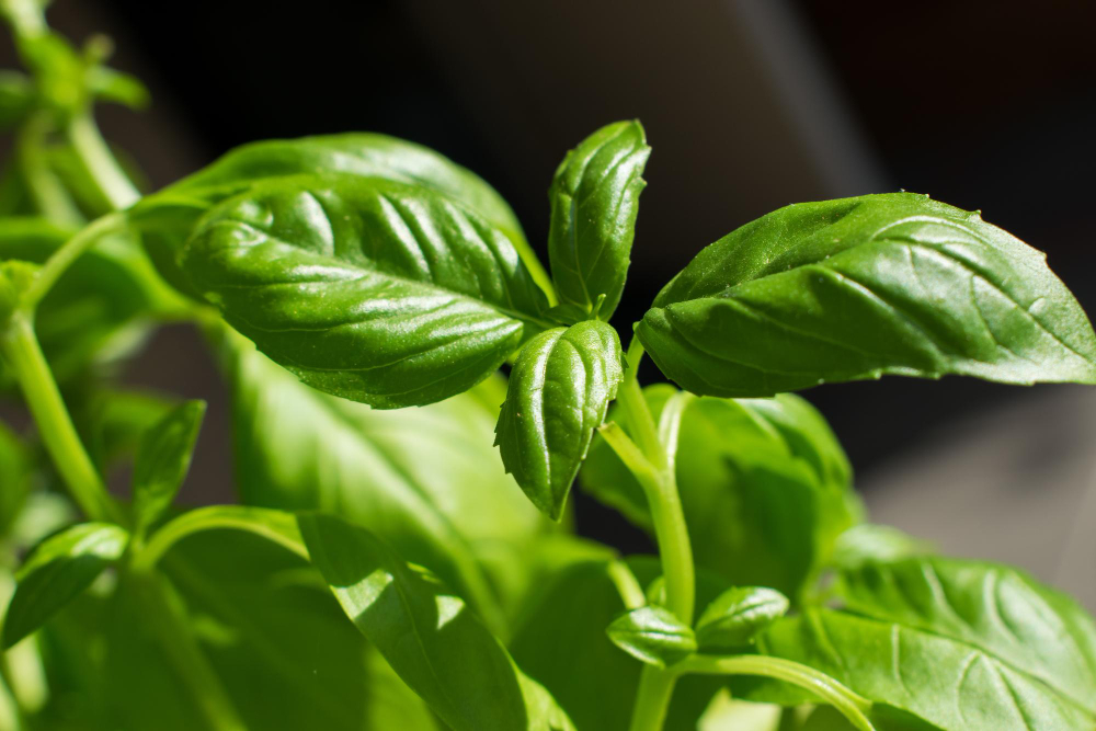 Kaip genėti, kad augalas būtų vešlus