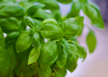 Citrininis bazilikas: kaip auginti ir prižiūrėti šią žolelę sode