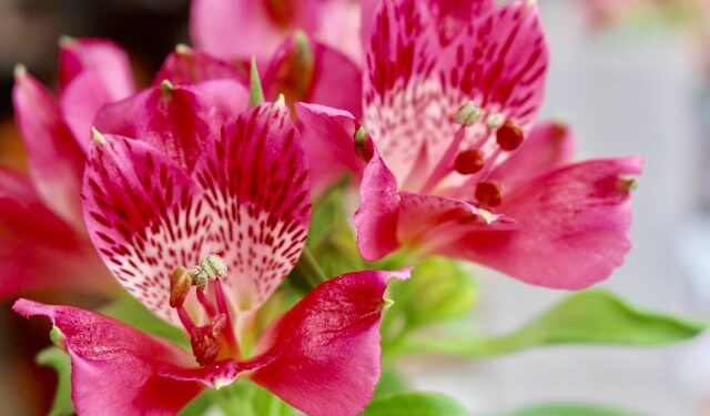 Daugiametė ir žemaūgė alstromerija: auginimas vazone žingsnis po žingsnio