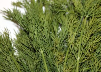 Džiovinti krapai – kada rinkti ir kaip laikyti, kad išliktų kvapnūs