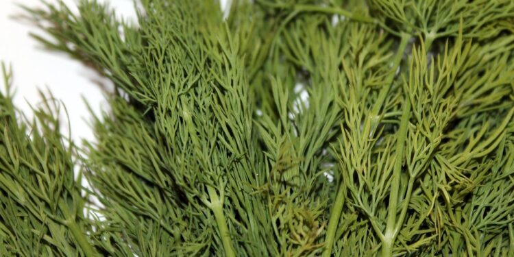 Džiovinti krapai – kada rinkti ir kaip laikyti, kad išliktų kvapnūs