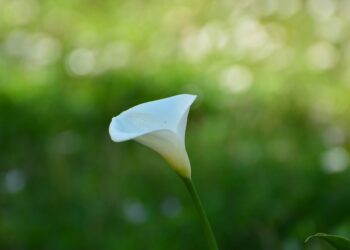 Daugiametės kalijos sode – kaip sodinti ir prižiūrėti lauko sąlygomis