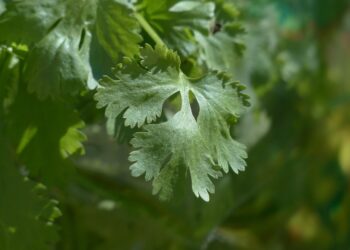 Kalendros auginimas: kaip užtikrinti gausų ir aromatingą derlių