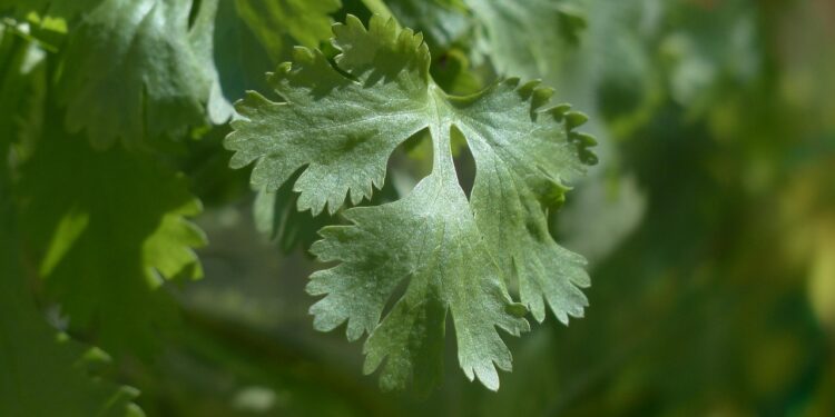 Kalendros auginimas: kaip užtikrinti gausų ir aromatingą derlių