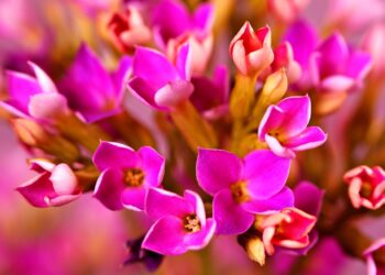 Kalankė: priežiūros klaidos ir svarbiausi patarimai sodinant lauke