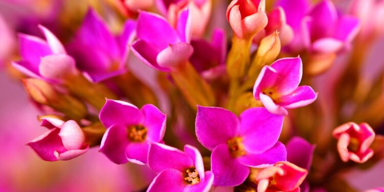 Kalankė: priežiūros klaidos ir svarbiausi patarimai sodinant lauke