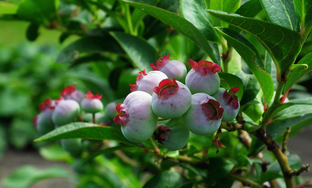 Šilauogės krūmas: sodinimo ypatumai, dirvožemio rūgštinimas ir svarbiausi auginimo patarimai