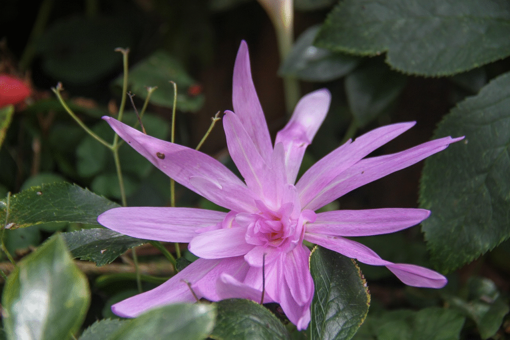 Gražiausios ankstyvos pavasario gėlės ir jų auginimo patarimai