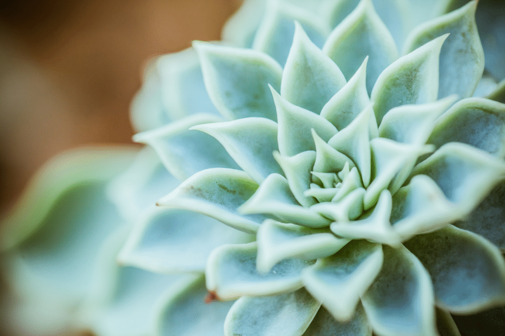 Kambariniai sukulentai: rūšys, priežiūra ir auginimas namuose