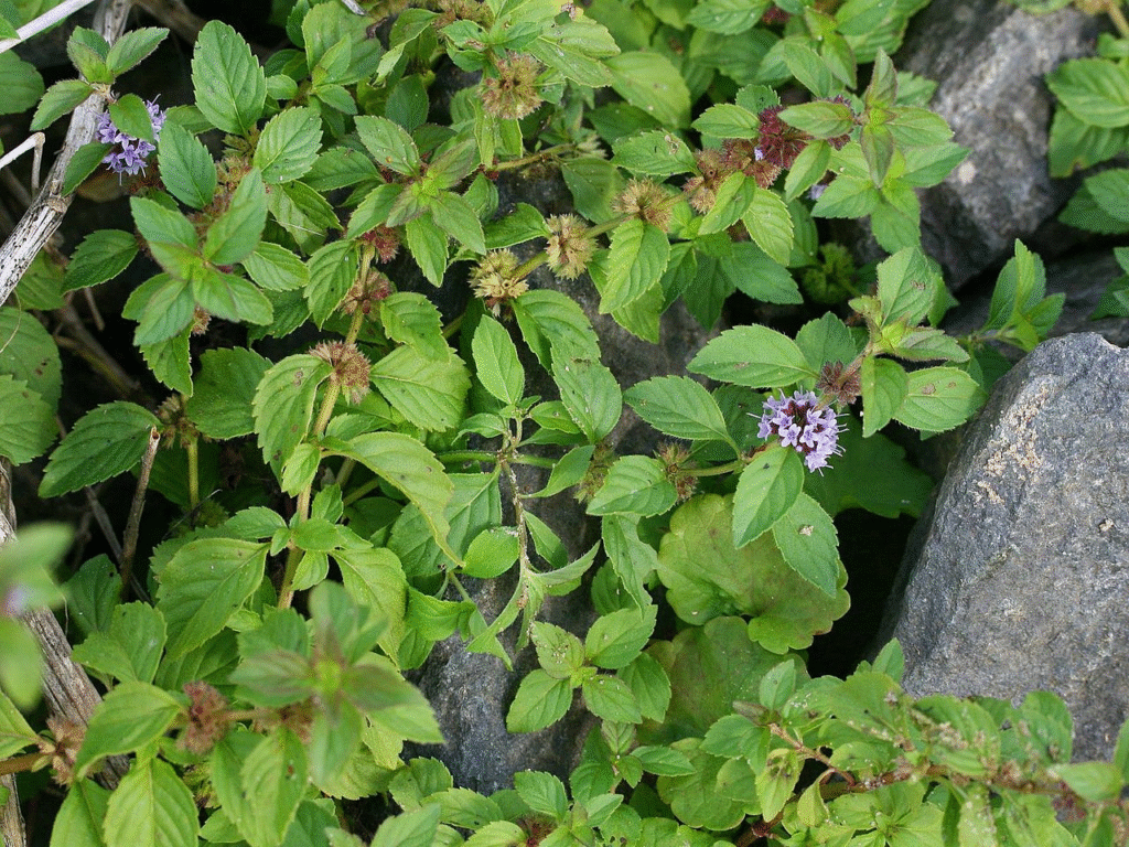 Laukinės mėtos: dirvinė, vandeninė ir kalninė