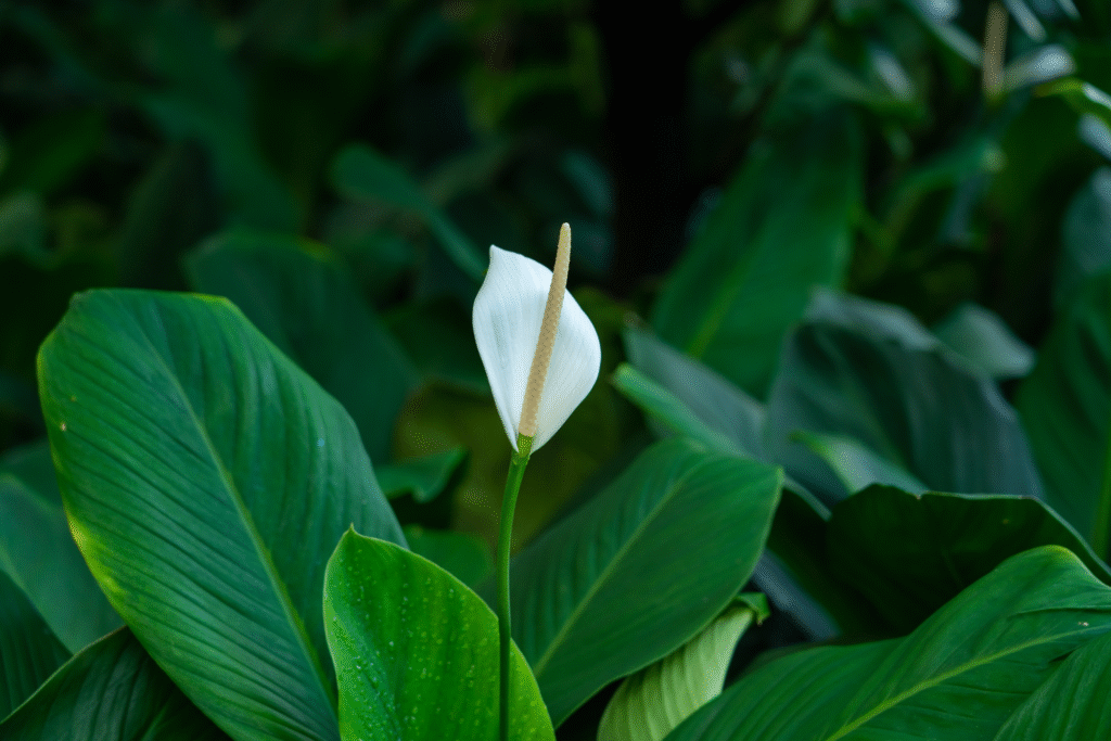 Daugiametės kalijos sode – kaip sodinti ir prižiūrėti lauko sąlygomis