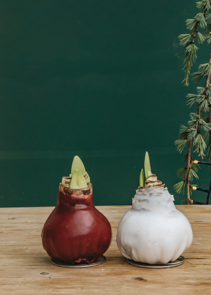 Vaškuotas amarilis: Kaip prižiūrėti amarilį vaške, kad žydėtų kuo ilgiau?