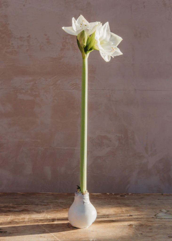 Vaškuotas amarilis: Kaip prižiūrėti amarilį vaške, kad žydėtų kuo ilgiau?