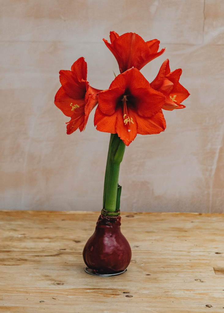 Vaškuotas amarilis: Kaip prižiūrėti amarilį vaške, kad žydėtų kuo ilgiau?