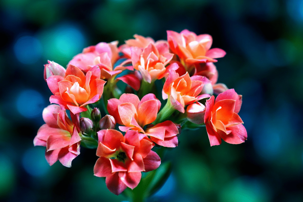 Kalankė: priežiūros klaidos ir svarbiausi patarimai sodinant lauke