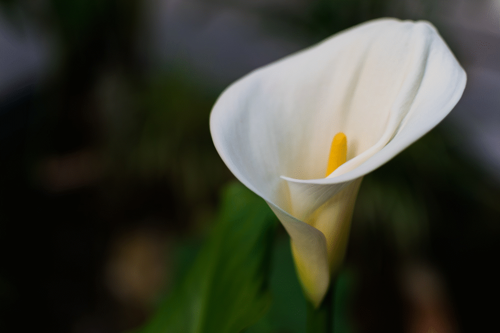 Kalija ir abisininė kalija: auginimas, priežiūra ir žydėjimo ypatumai