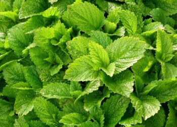 Kada ir kaip skinti melisą džiovinimui