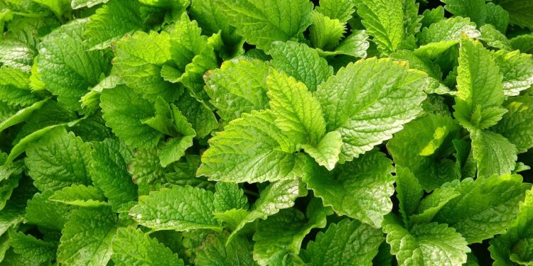 Kada ir kaip skinti melisą džiovinimui