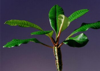 Kambarinė karpažolė: priežiūra, laistymas ir dažniausios klaidos