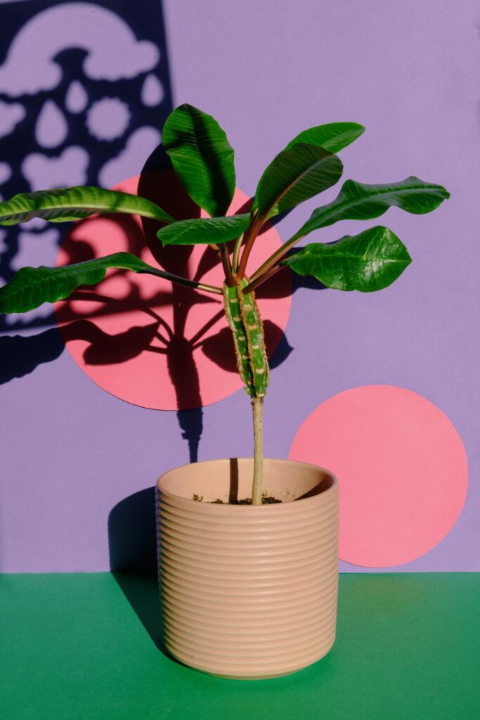 Kaip dauginti kambarinę karpažolę