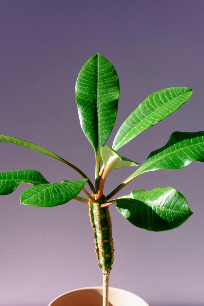 Kas yra kambarinė karpažolė ir kokių rūšių būna