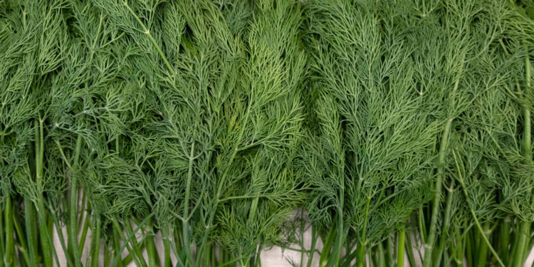 Krapų stiebai – kaip juos panaudoti virtuvėje ir sumažinti atliekas