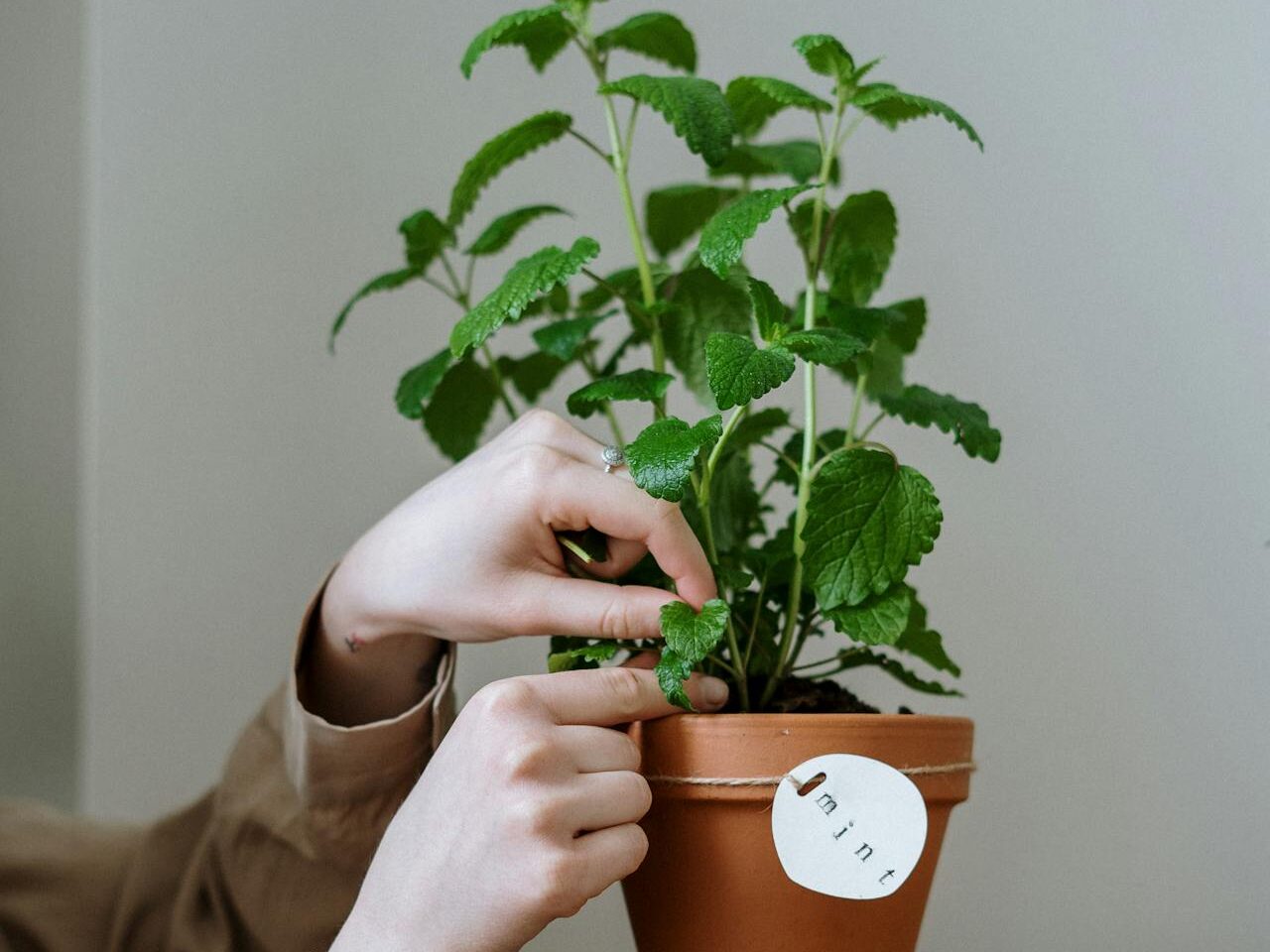 Mėtų auginimas žiemą namuose – kaip išlaikyti žalią krūmelį ant palangės