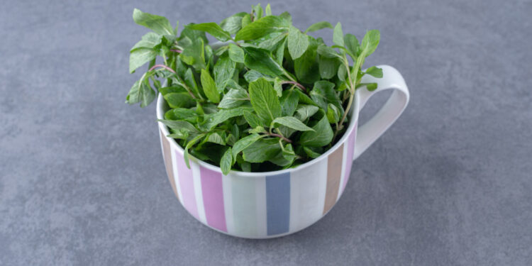 Mėtų auginimas: sėklos, sodinukai ir auginimas vazonėlyje