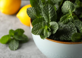 Mėtų nauda ir naudojimas: arbata, džiovinimas ir kiti būdai